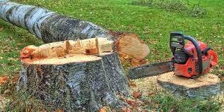 Best Tree Removal  in Berlin, NJ