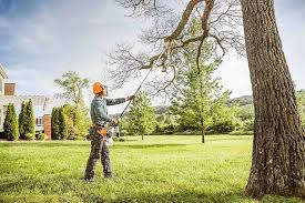 Best Tree Cabling and Bracing  in Berlin, NJ
